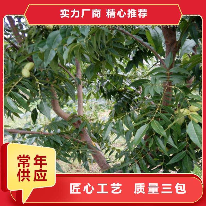 碧根果【嘎啦苹果】使用方法附近生产商