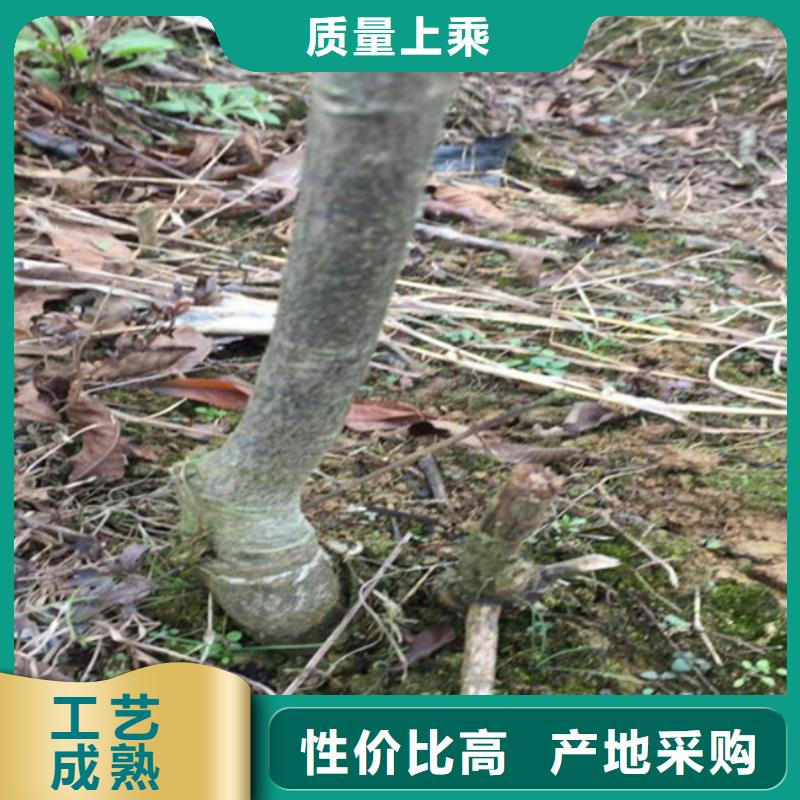 碧根果苗育苗基地同城制造商