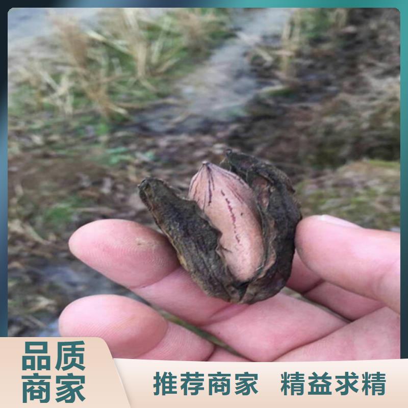 碧根果桃树苗多家仓库发货拥有多家成功案例