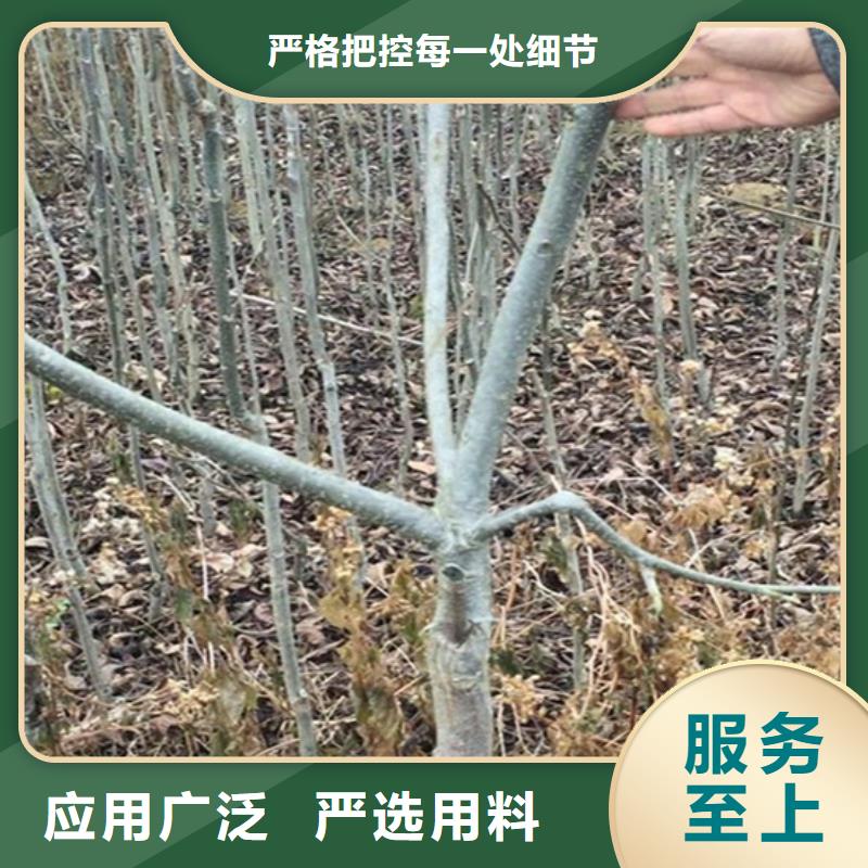 碧根果树苗适合种植地区本地制造商