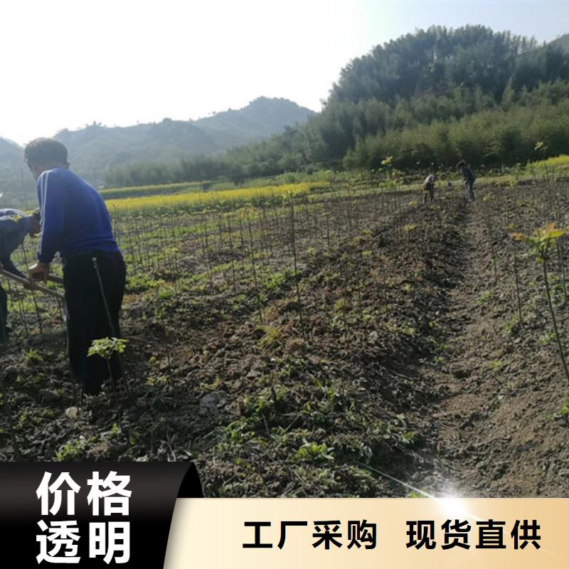 碧根果苗规格当地厂家