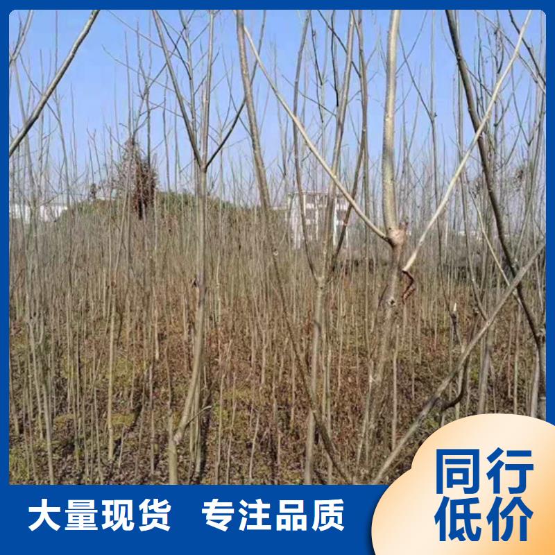 碧根果苗基地货源直供