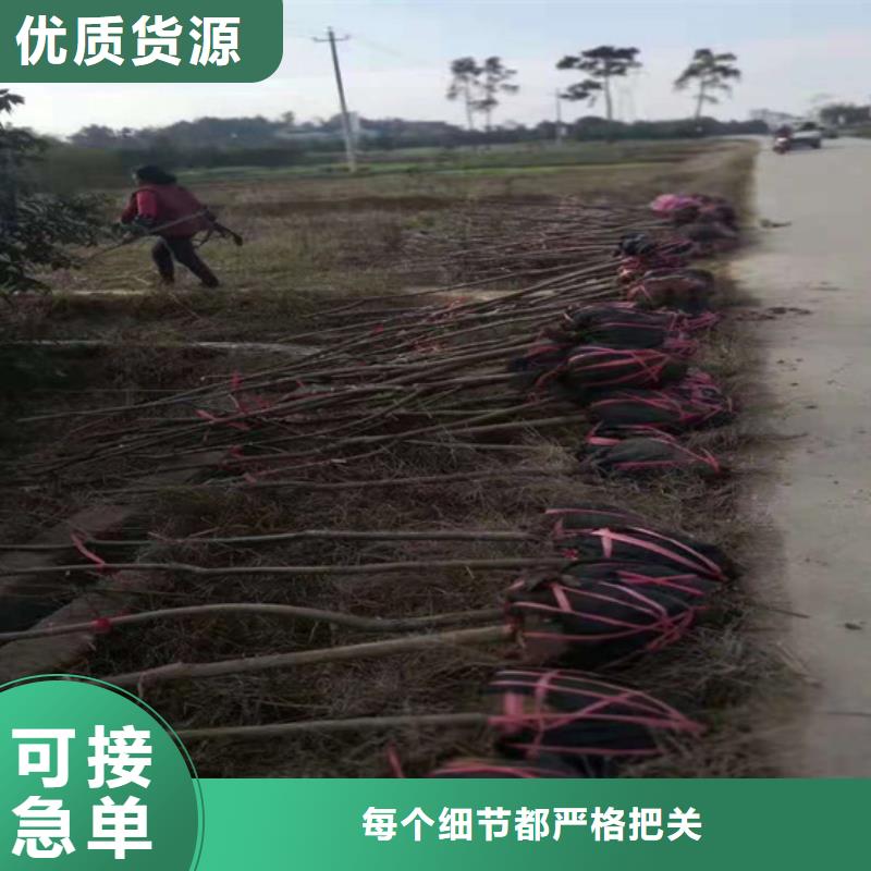 碧根果葡萄苗源头工厂量大优惠附近经销商