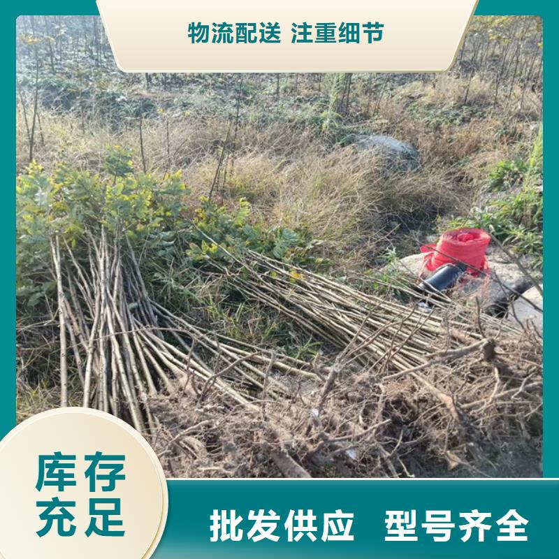 碧根果苹果苗源头直供当地厂家