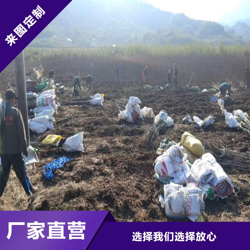 碧根果苗一亩地栽多少棵畅销本地