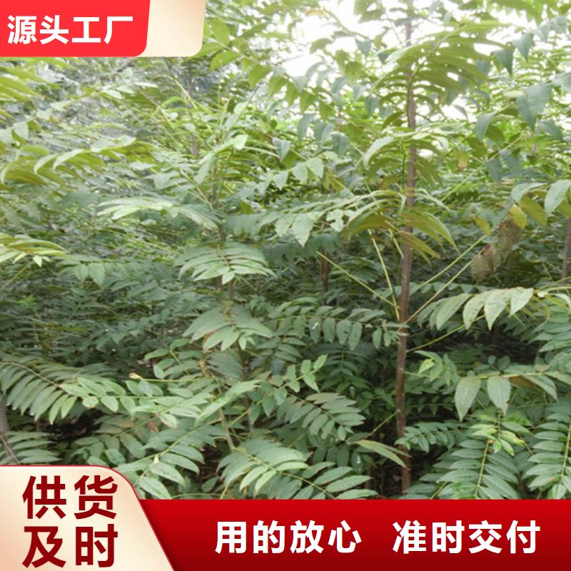 香椿-【玛瑙红石榴苗】实体厂家精选好货