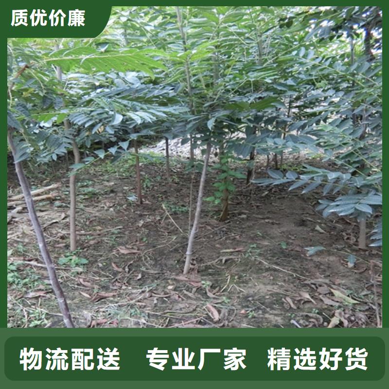 【香椿桃树苗0中间商差价】同城经销商