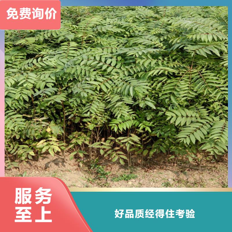 香椿,樱桃苗应用范围广泛好产品有口碑