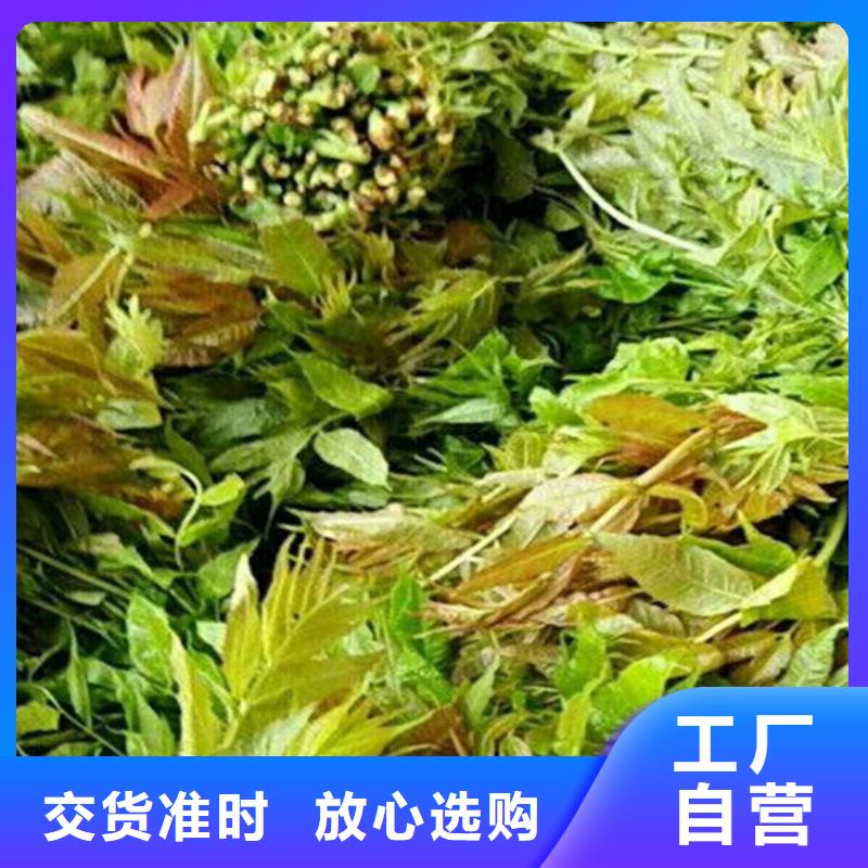 香椿北美冬青精品优选附近制造商