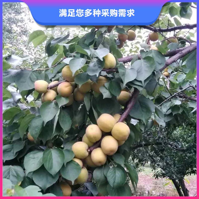 杏树苗露天种植当地服务商