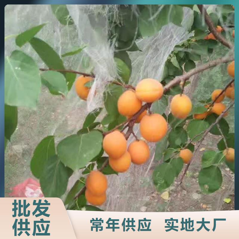 蜜香杏树苗种植技术品质过硬