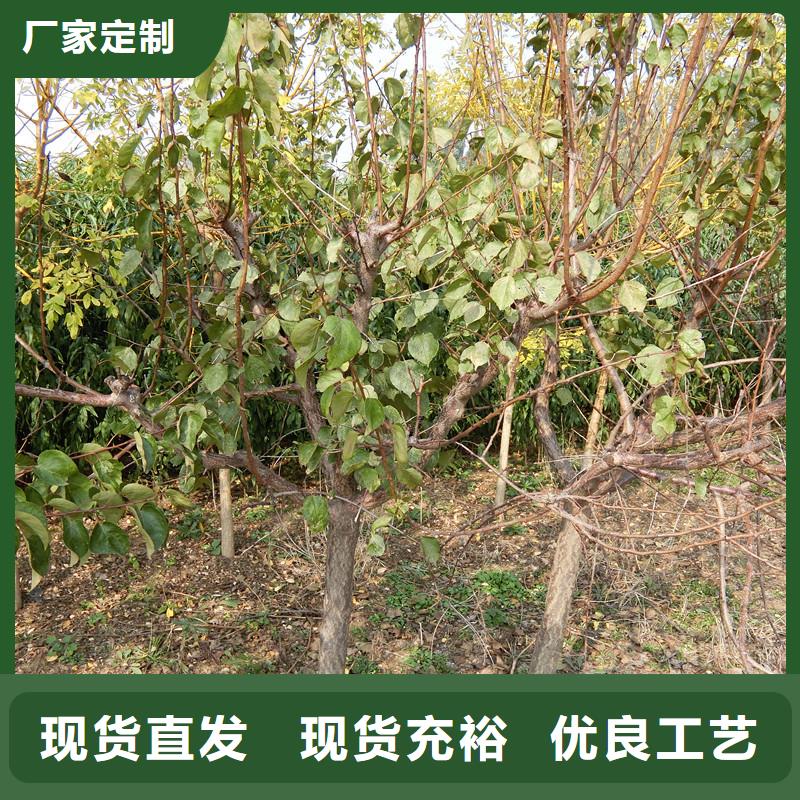 杏树苗种植基地工厂直营