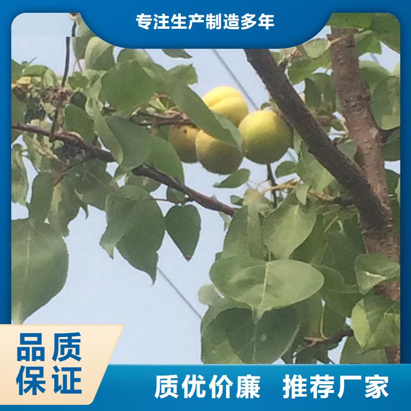 杏_【苹果苗】品质保障售后无忧厂家精选