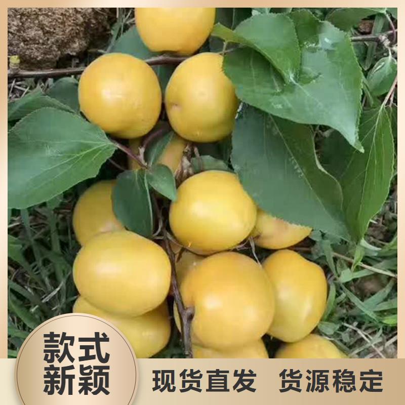 杏草莓苗實體誠信經營研發生產銷售