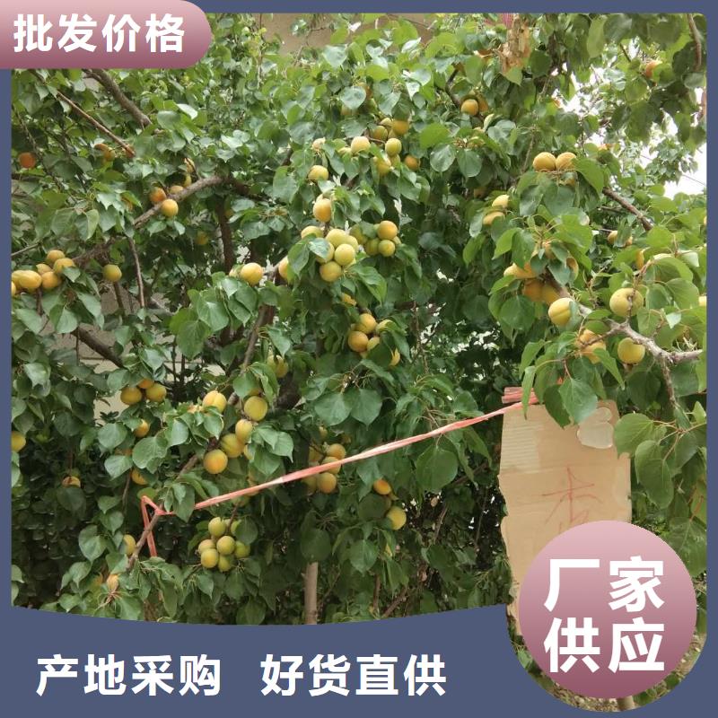 蜜香杏树苗露天种植种类丰富