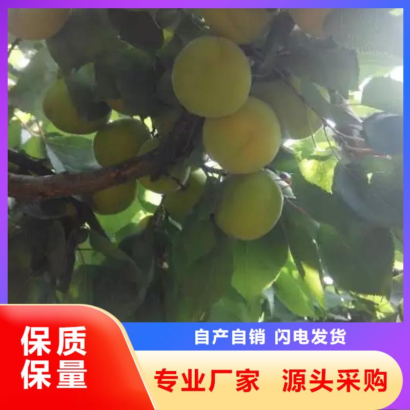 杏无花果苗工艺层层把关厂家新品