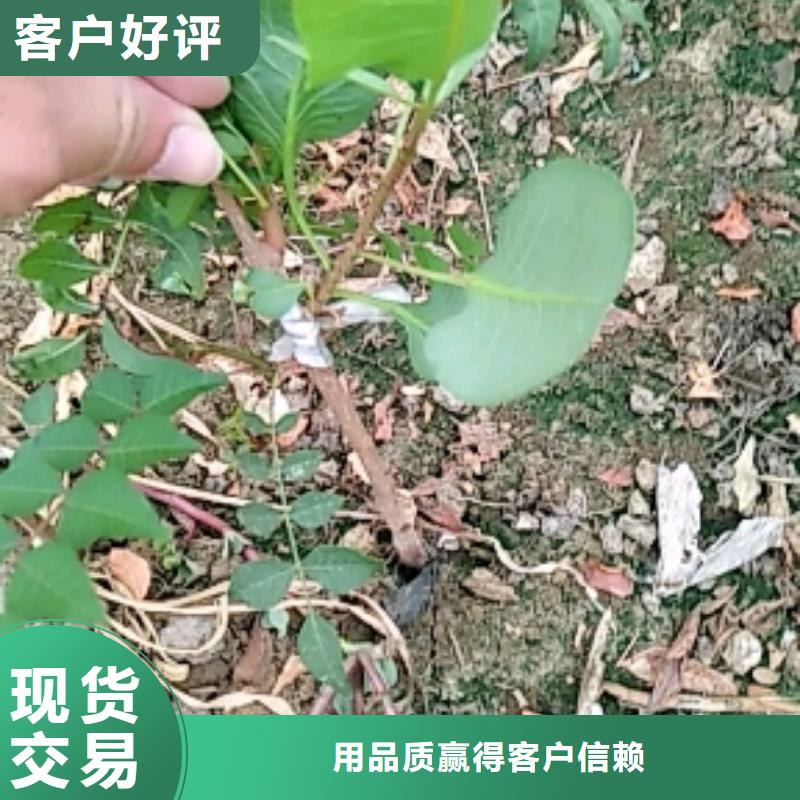 开心果苗现挖苗现发货当地生产商