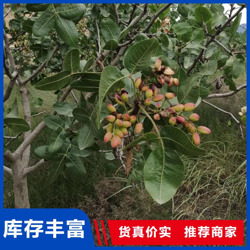 开心果树苗种植基地当地品牌