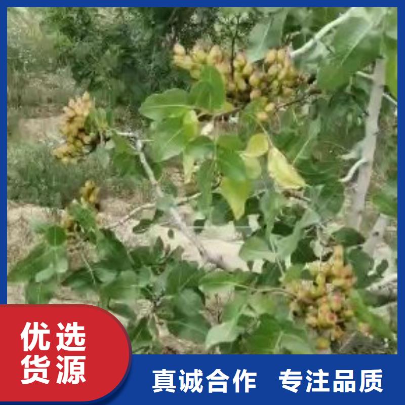 开心果无花果苗精品优选用心做好细节