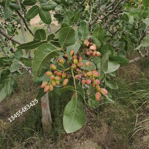 开心果经济效益当地公司