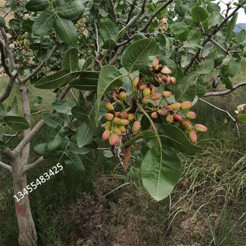 开心果苗一亩地栽多少棵产品细节参数