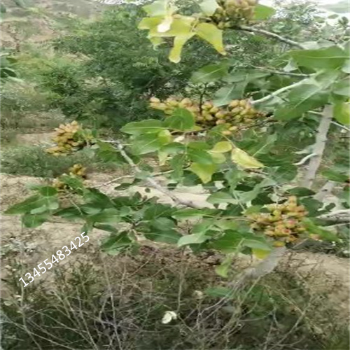 阿月浑子种植基地当地生产商