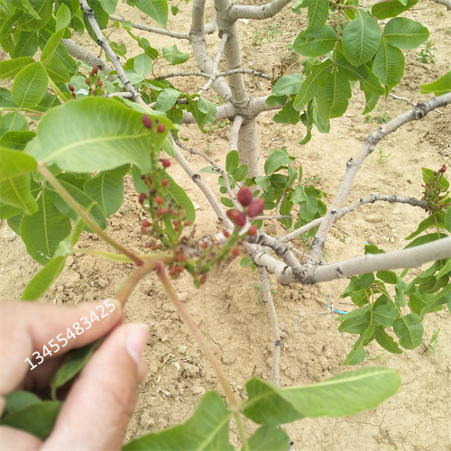 开心果树苗全国发货常年出售