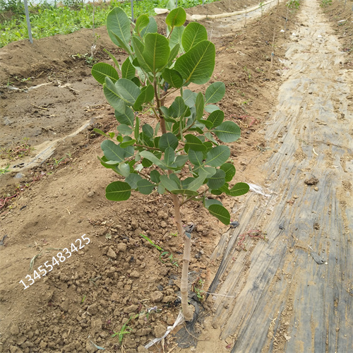 阿月浑子树苗种植基地当地货源