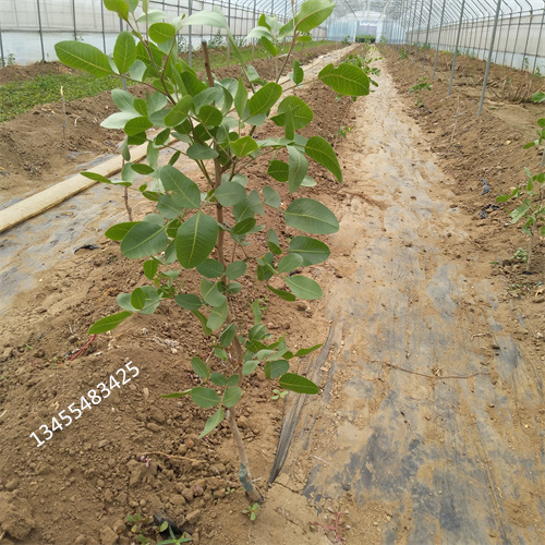 阿月浑子适合种植地区厂家货源