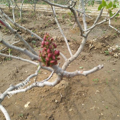 阿月浑子种植基地经验丰富质量放心