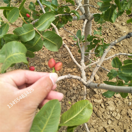 开心果苗种植技术当地品牌