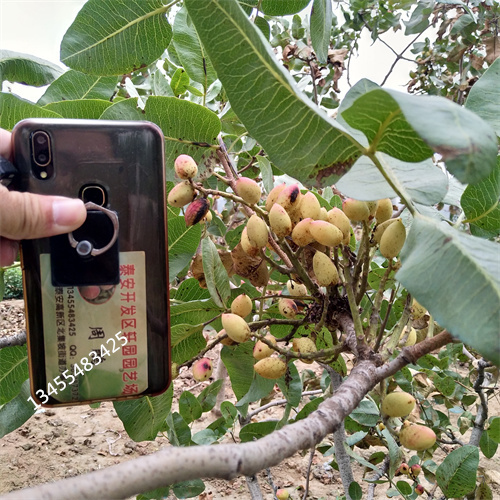 开心果树苗种植管理技术当地生产商