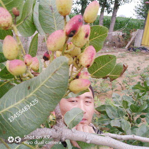 阿月浑子树苗种植基地当地公司