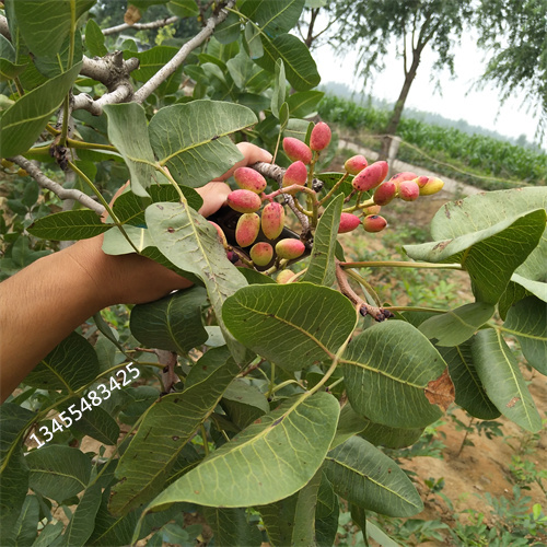 开心果苗适合种植地区同城供应商