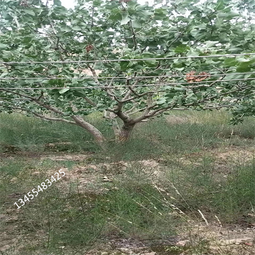 开心果苗经济效益当地公司