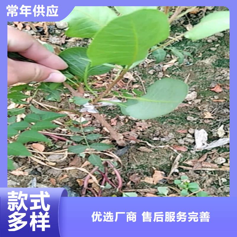 阿月浑子树苗种植基地同城经销商