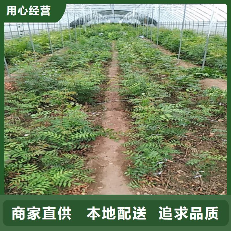 开心果树苗适合种植地区源头厂家供应