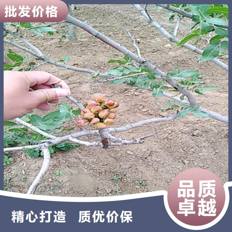 开心果种植基地来图定制