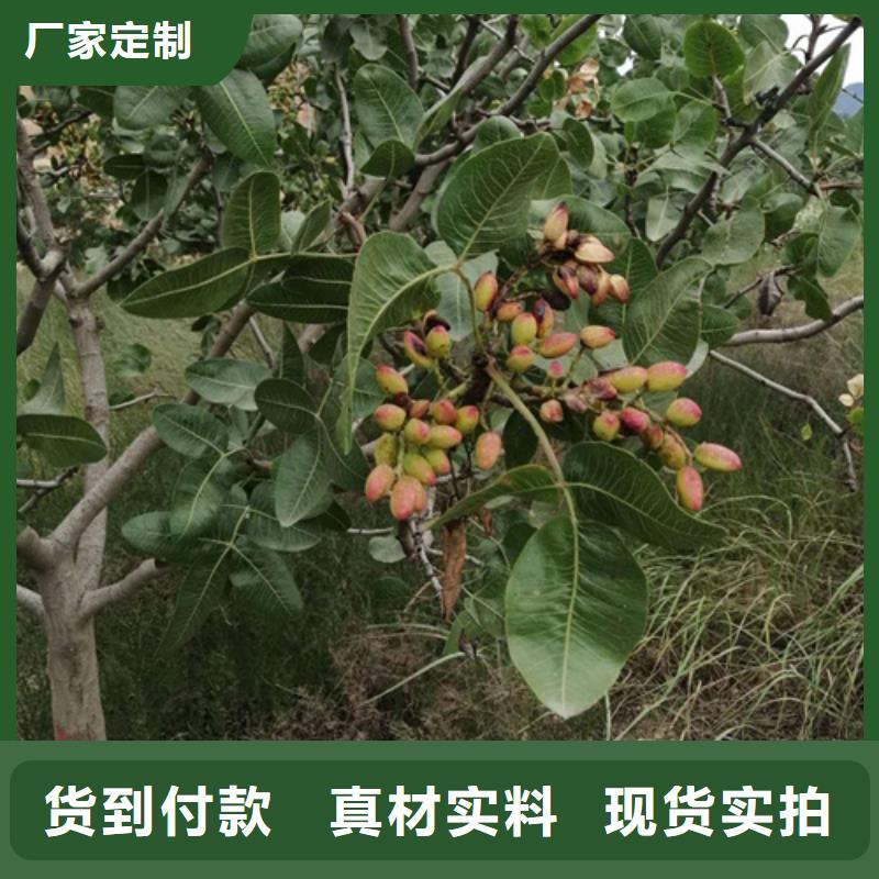 开心果-奶油草莓诚信经营当地供应商