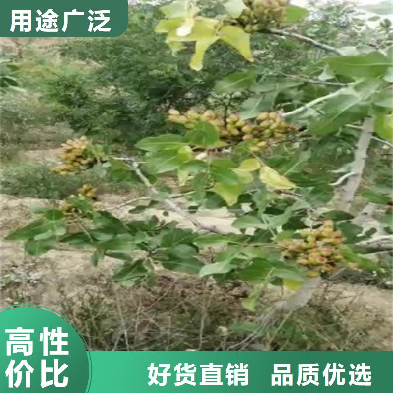 阿月浑子适合种植地区本地服务商