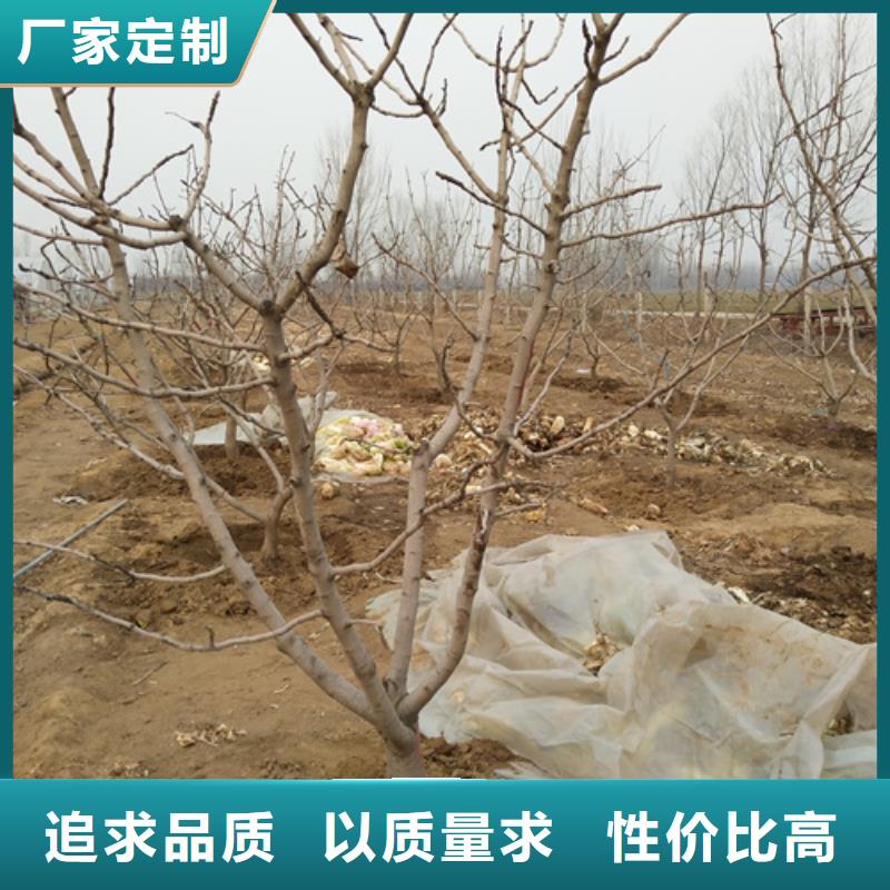 阿月浑子树苗种植基地客户好评