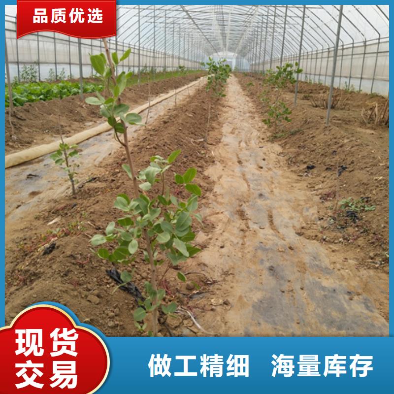 阿月浑子树苗种植基地按需定制