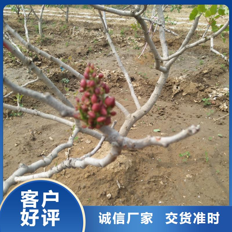 阿月浑子树苗种植基地联系厂家