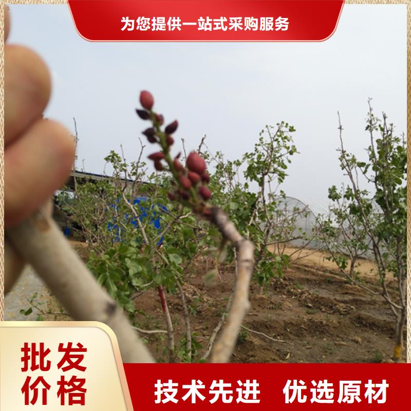 阿月浑子种植管理技术当地生产商