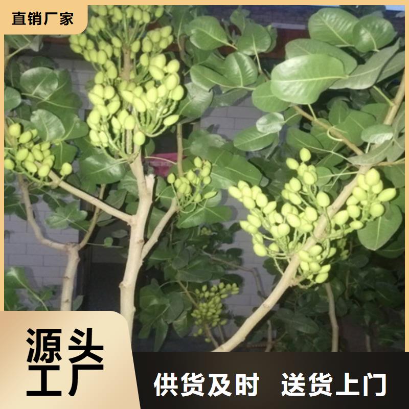 开心果苹果苗质量好今日价格