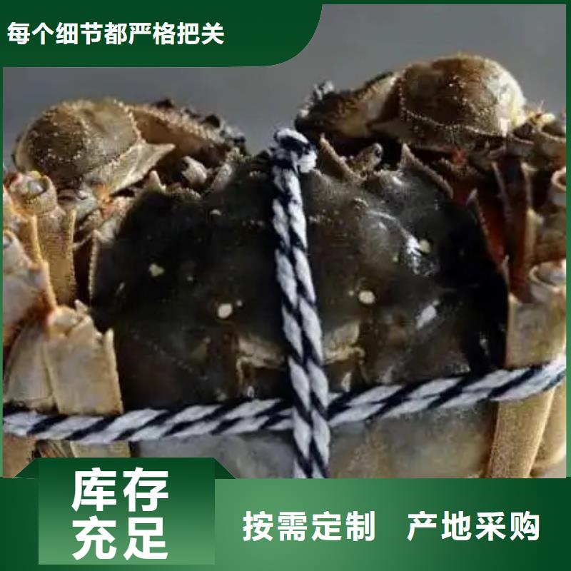 阳澄湖大闸蟹价格资讯货源报价