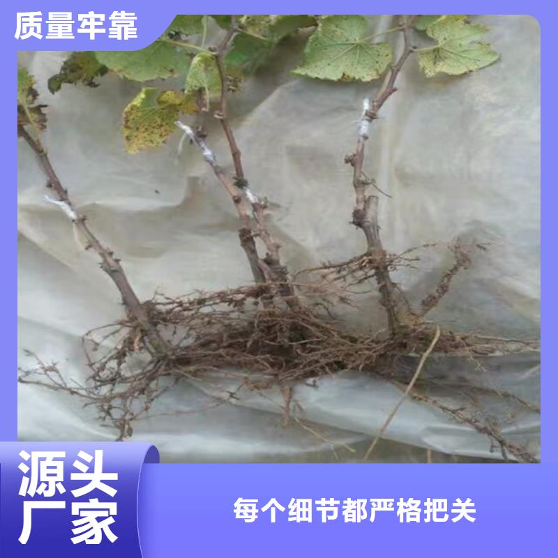 无核葡萄苗货源充足同城公司