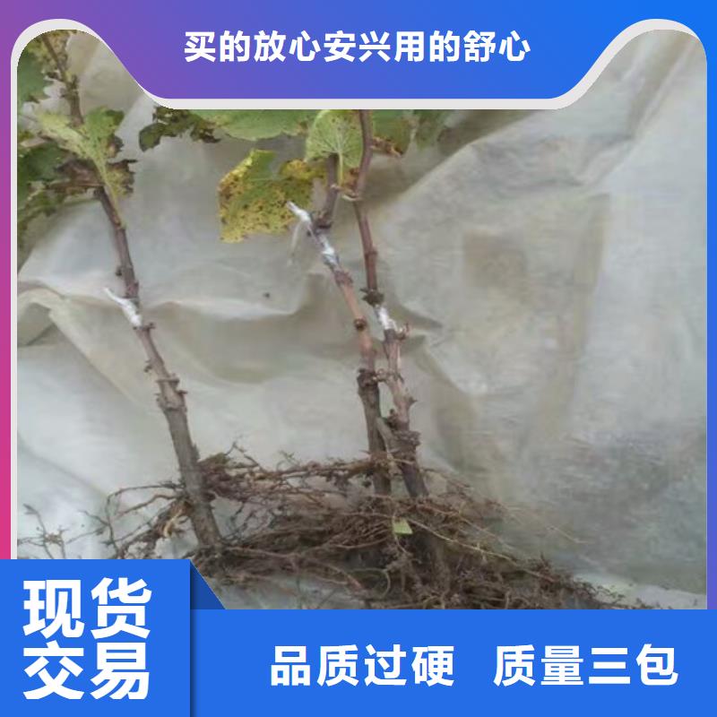 大关占地葡萄树哪里有批发的当地生产厂家