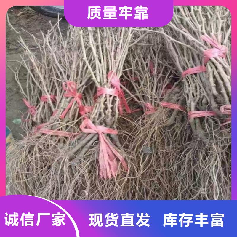 占地葡萄树厂家匠心工艺