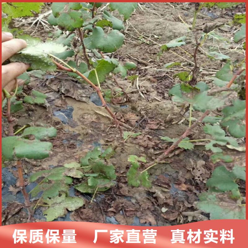 无籽葡萄苗种植地区细节决定成败